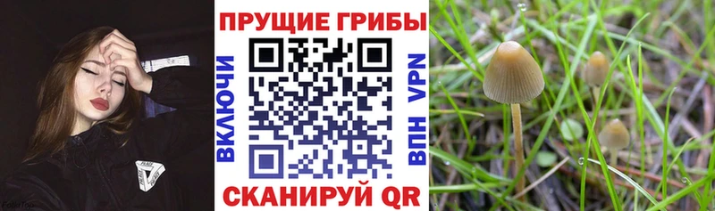 Купить где  Дальнереченск  Псилоцибиновые грибы мухоморы 